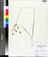 Cyperus retrorsus image