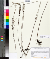 Hypericum harperi image