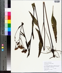 Arnoglossum ovatum image