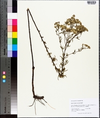 Eupatorium mohrii image