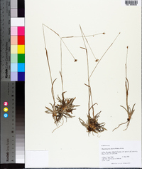 Rhynchospora ciliaris image
