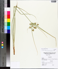 Cyperus entrerianus image