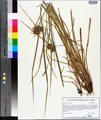 Carex grayi image