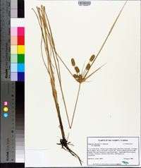 Cyperus retrorsus image