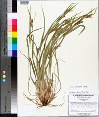 Carex flaccosperma image