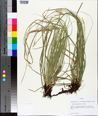 Carex cherokeensis image