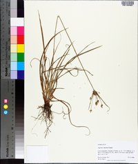 Cyperus retrorsus image