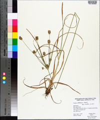 Cyperus retrorsus image