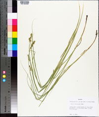 Carex festucacea image