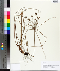 Cyperus retrorsus image