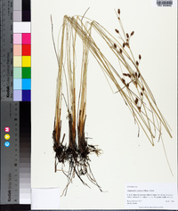 Fimbristylis castanea image