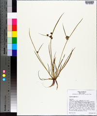 Cyperus difformis image