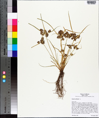 Cyperus fuscus image