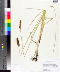 Carex oklahomensis image