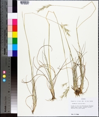 Danthonia sericea image