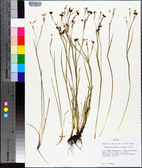 Sisyrinchium minus image