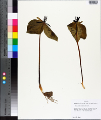 Trillium stamineum image