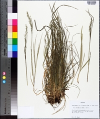 Poa autumnalis image