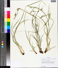 Carex crebriflora image