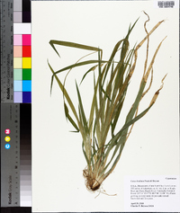 Carex kraliana image