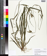 Carex styloflexa image