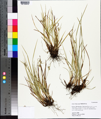 Carex dasycarpa image