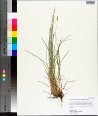 Carex texensis image