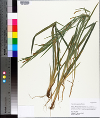 Carex flaccosperma image