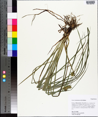 Carex louisianica image