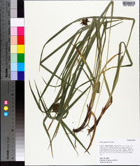 Carex grayi image