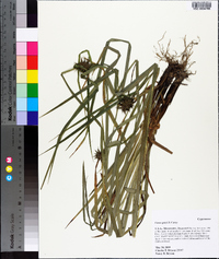 Carex grayi image