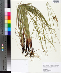 Carex caroliniana image