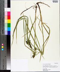 Carex aureolensis image