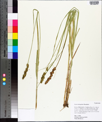 Carex triangularis image