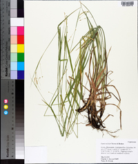 Carex oxylepis image