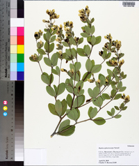 Baptisia sphaerocarpa image