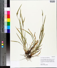 Carex kraliana image