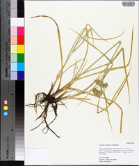 Cyperus eragrostis image