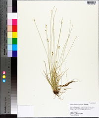 Carex texensis image