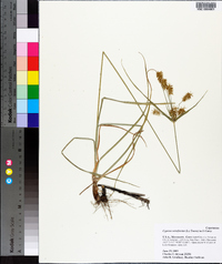 Cyperus retrofractus image