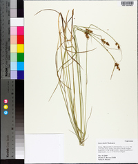 Carex bushii image