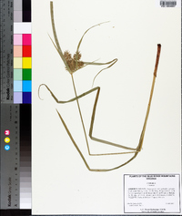 Cyperus lancastriensis image