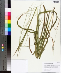 Glyceria septentrionalis image