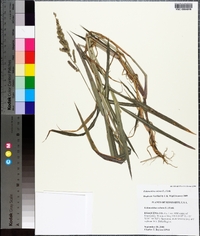 Echinochloa colona image