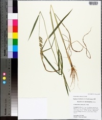 Echinochloa colona image