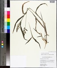 Echinochloa colona image