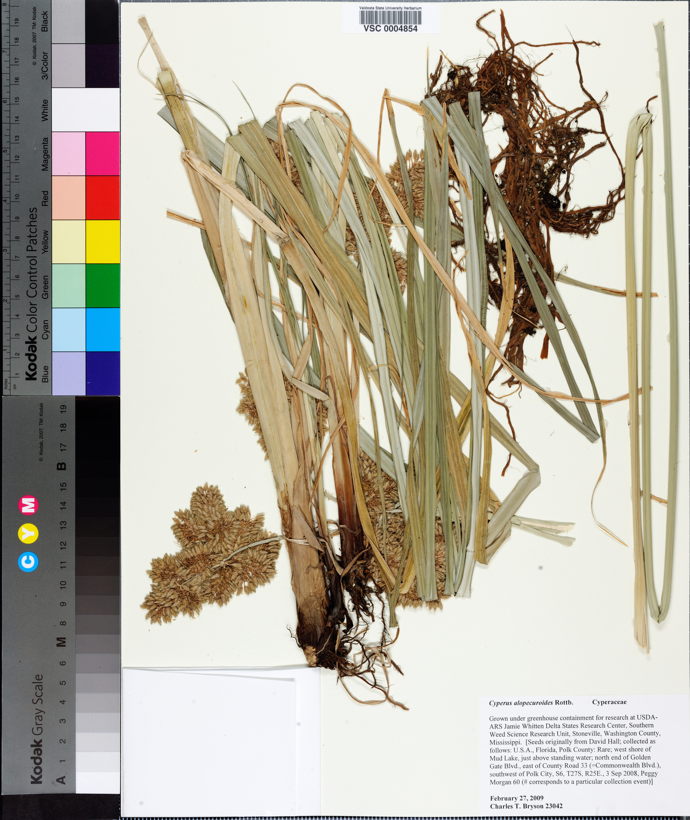 Cyperus alopecuroides image