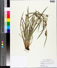 Carex flaccosperma image