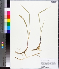 Imperata cylindrica image