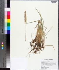 Imperata cylindrica image